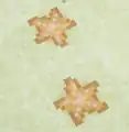 Two starfish.
