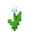 White Tulip