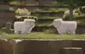 Two white sheep in the background.