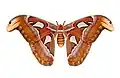 Attacus atlas qtl1 whitened background.jpg