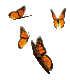 BUTTFLY2.gif