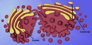 Golgi apparatus.gif
