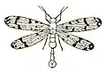 Mecoptera icon.jpg