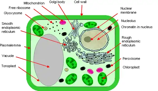 Plant cell: The cell wall vs the cell membrane found in animal cells.