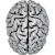 Rw brain vector working.svg