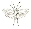 Trichoptera Anabolia icon.jpg