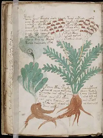 Voynich Manuscript (160).jpg