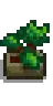 Bonsai Tree.png