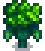 Broccoli Stage 5.png