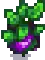 Eggplant Stage 6.png