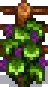 Grape Stage 6.png