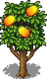 Mango Stage 5 Fruit.png