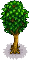 Maple tree portrait.png