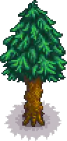 Pine tree portrait.png