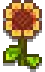 S. Wall Flower.png