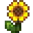 Sunflower.png