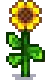 Sunflower Stage 5.png