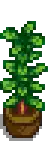 Tall House Plant.png