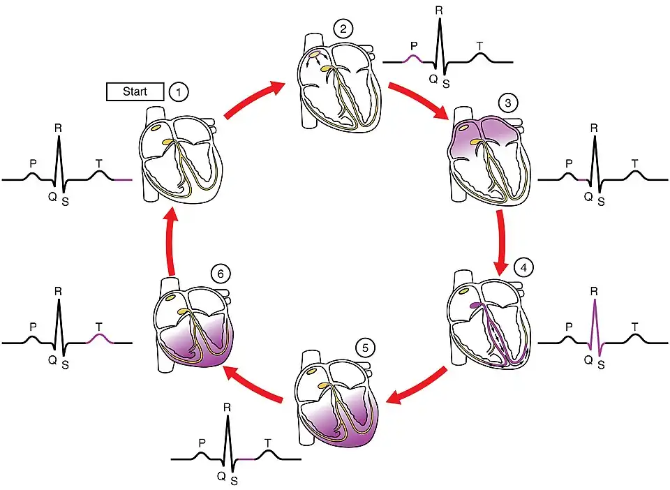 EEG and Heart Contraction.