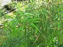 Acacia leprosa, showing phyllodes