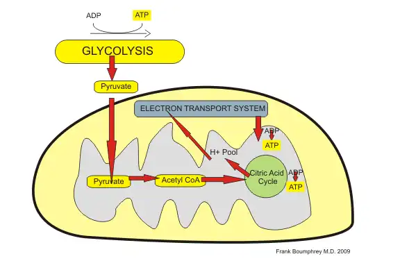 Localisation of aerobic reactions in Mitochondria