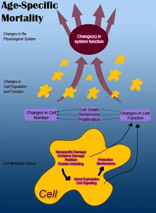 Aging Process of a cell and other factors possibly involved.