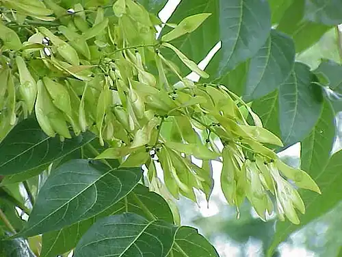 Unripe seeds