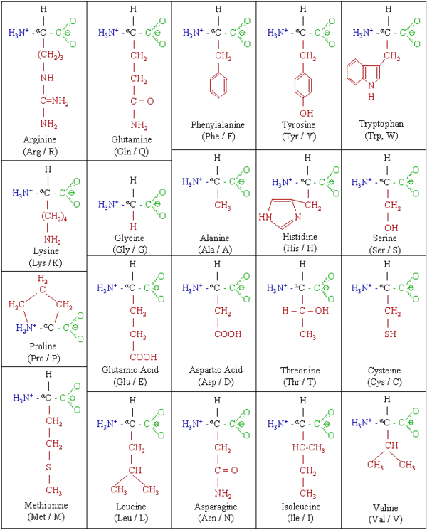 The 20 Genetically Encoded Amino Acids