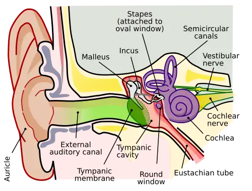 Anatomy of the Human Ear