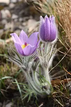 Anemone pulsatilla MS 0164
