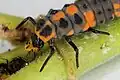 Lady beetle larva consuming an aphid