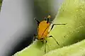 Yellow aphid feeding on plant sap.