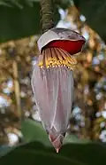 Banana flower growing on the tree