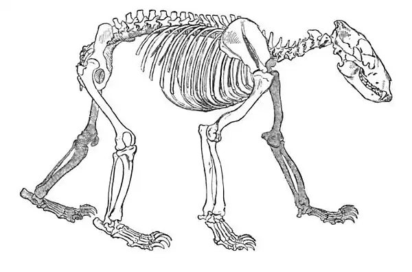 Bear Skeleton