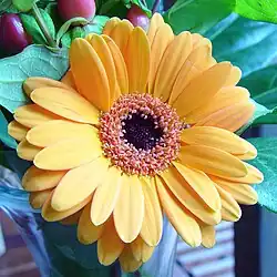 Gerbera, Big yellow
