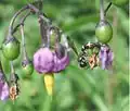 Flowers and unripe berries
