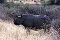 Black Rhino