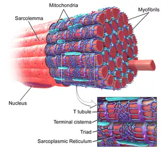 Skeletal Muscle diagram