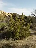 Juniperus californica