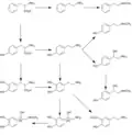 Catecholamine and trace amine biosynthesis