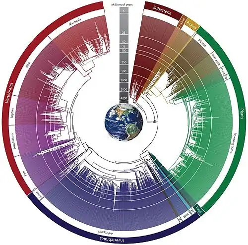 Circular timetree-of-life 2009