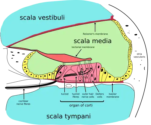 Cochlea-crosssection with the hair-cells visible
