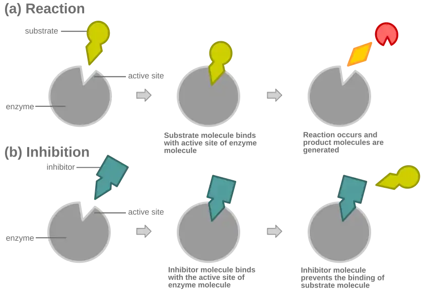 Diagram showing competitive inhibition