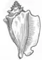 A decorative conch