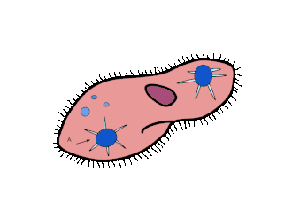 Contractile Vacuole in Paramecium (protista)
