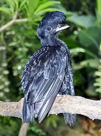 An Umbrellabird