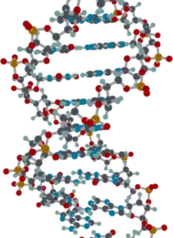 A rendering of a segment of a DNA molecule.