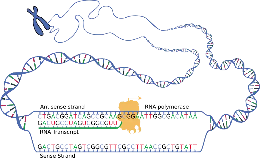 DNA transcription