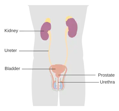 Urinary System - Male