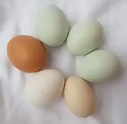 Chicken eggs of different colors